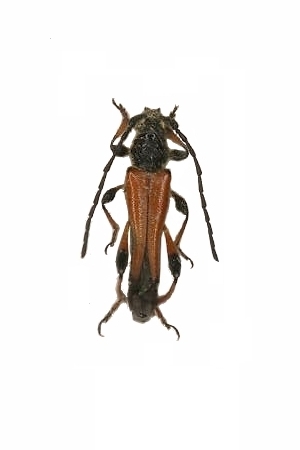 Stenopterus atricornis