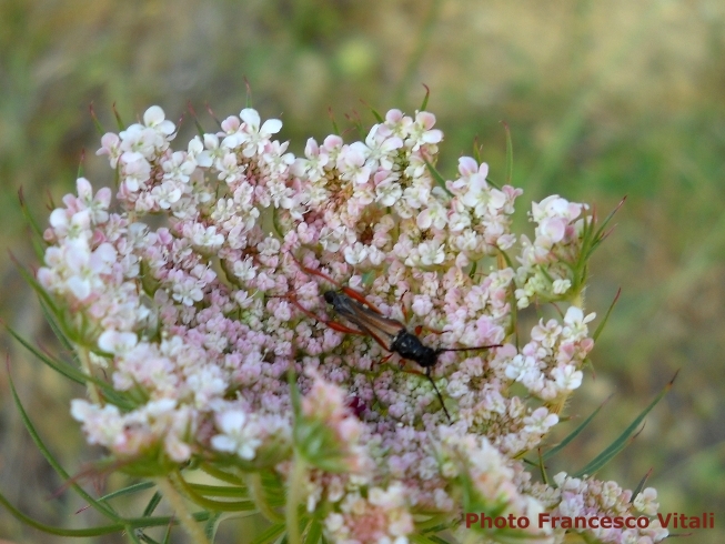 Stenopterus creticus