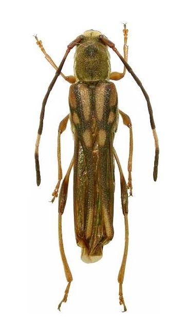 Thranius multinotatus latipennis