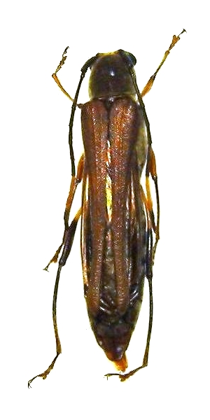 Thranius sumatrensis 