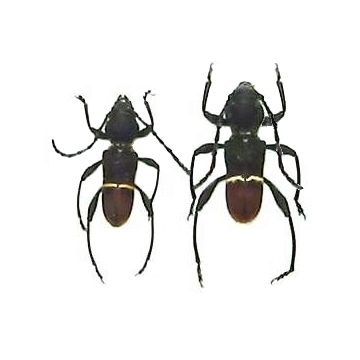 Epipedocera atritarsis 
