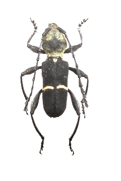 Epipedocera rollei