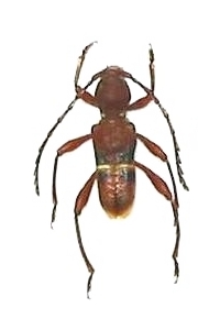 Epipedocera vitalisi
