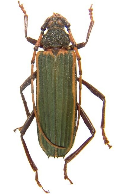Chlorida costata