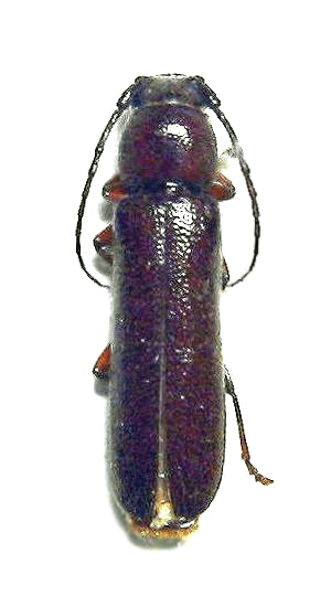Diploschema maculatum