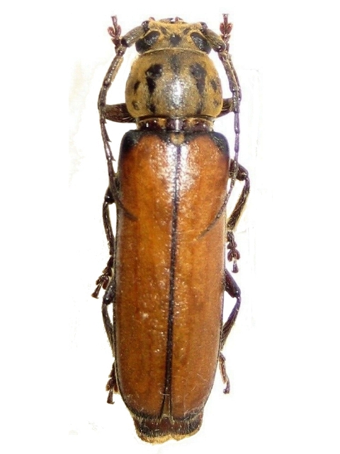 Diploschema weyrauchi