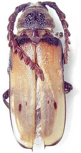 Gigantotrichoderes flabellicornis