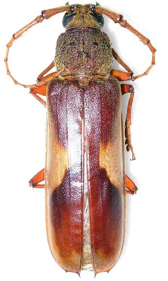 Gnathopraxithea sarryi