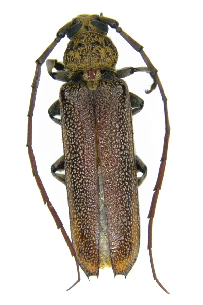Praxithea derourei