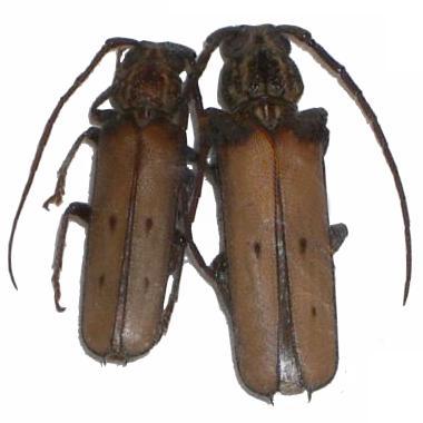 Praxithea travassosi