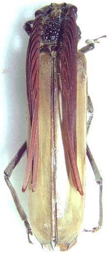 Psygmatocerus wagleri