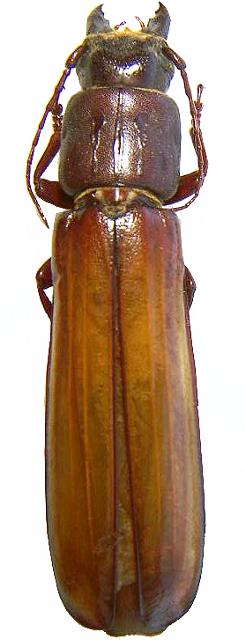 Torneutes pallidipennis
