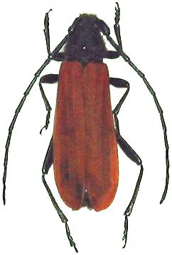 Amarysius sanguinipennis