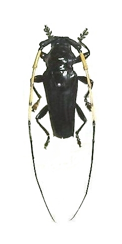 Ancylosternus morio albicornis