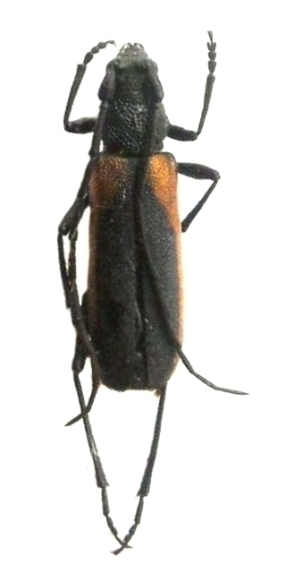 Anoplistes halodendri ephippium