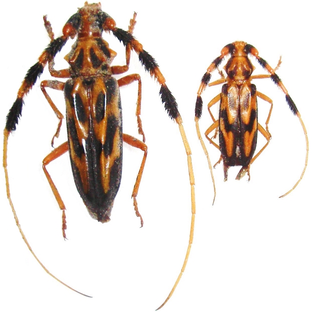 Batus barbicornis
