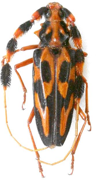 Batus barbicornis