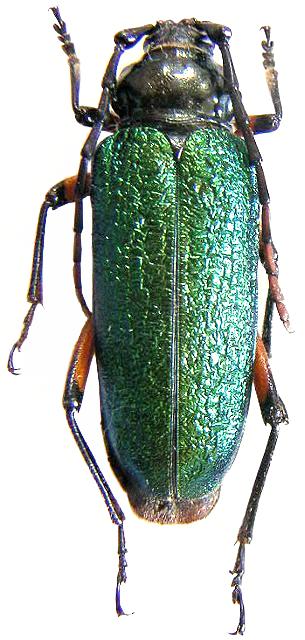 Crioprosopus rimosus