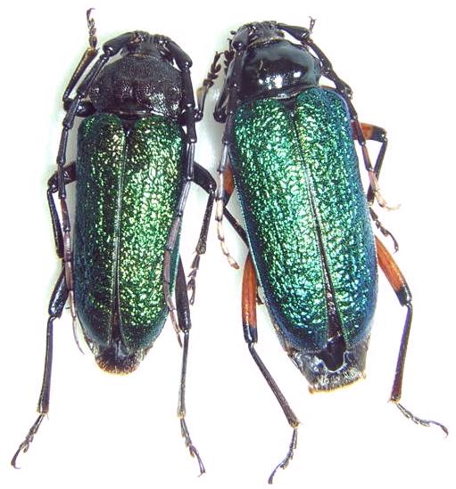 Crioprosopus rimosus