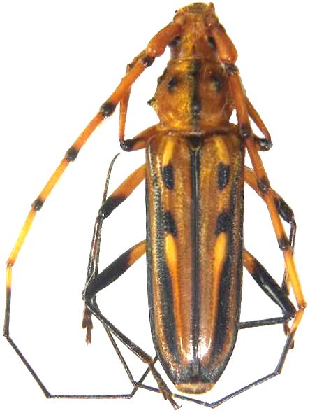 Ceragenia bicornis