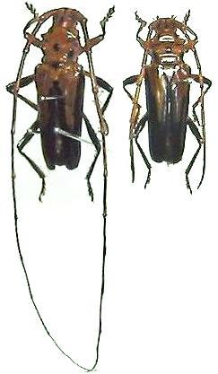Chydarteres dimidiatus dimidiatus