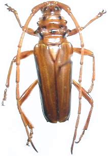Chydarteres dimidiatus taeniatus