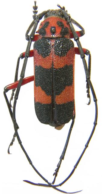 Megapurpuricenus magnificus