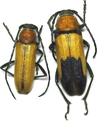 Crossidius coralinus ruficollis