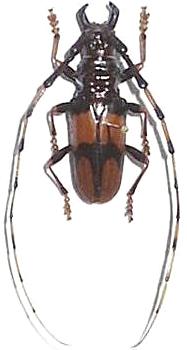 Trachyderes (Dendrobias) mandibularis