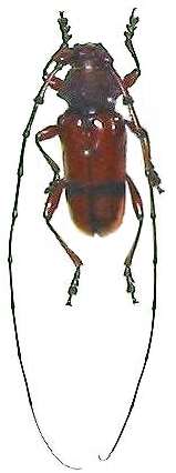 Dicelosternus corallinus