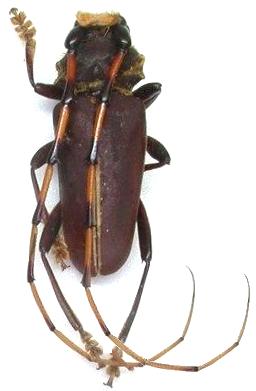 Dorcacerus barbatus Dorcacerus barbatus