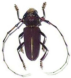 Dorcacerus barbatus Dorcacerus barbatus
