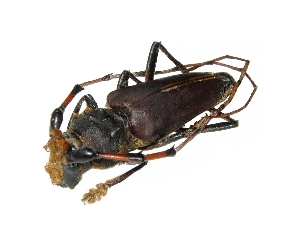 Dorcacerus barbatus Dorcacerus barbatus