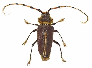 Dorcacerus barbatus
