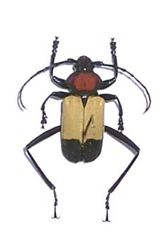 Euryclelia cardinalis