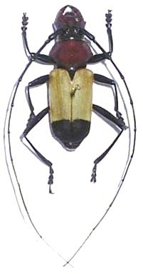 Euryclelia cardinalis