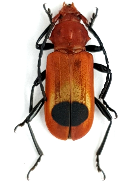 Euryphagus miniatus