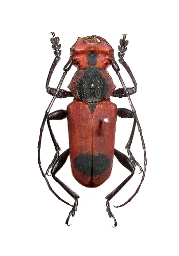 Euryphagus maxillosus