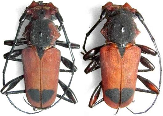 Euryphagus maxillosus