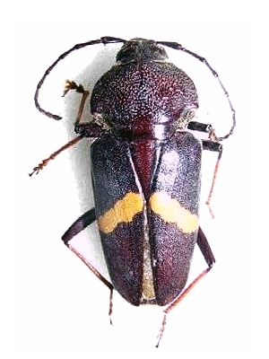 Megaderus stigma