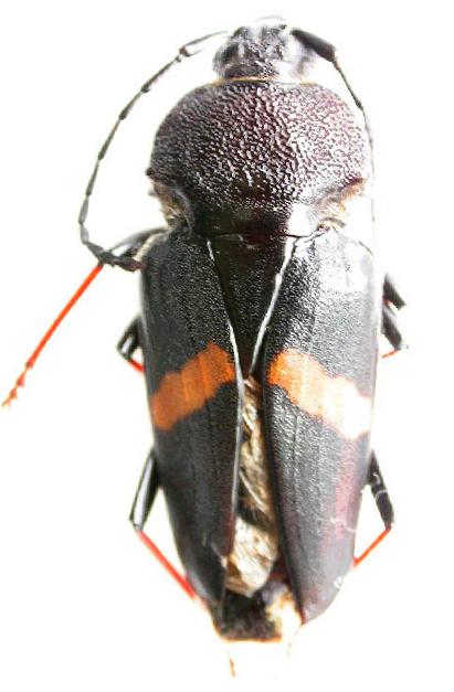 Megaderus stigma