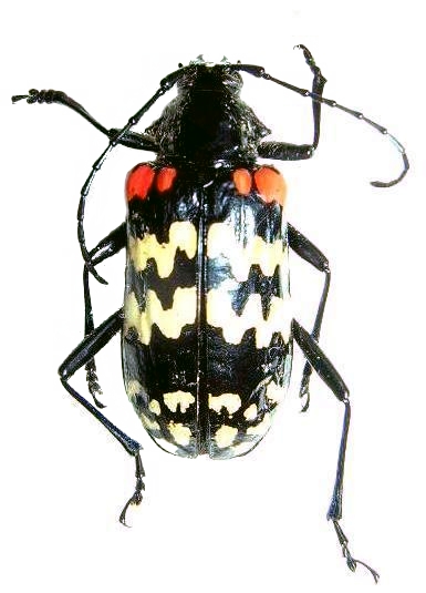 Poecilopeplus corallifer