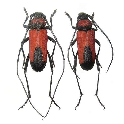 Purpuricenus budensis budensis