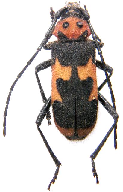 Purpuricenus dalmatinus