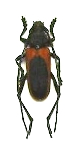 Purpuricenus kaehleri kaehleri