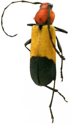 Purpuricenus laetus lengerkeni