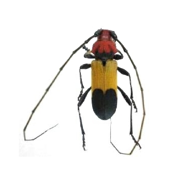 Purpuricenus laetus laetus