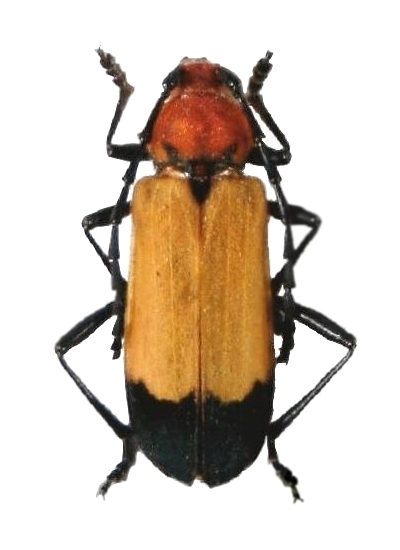 Purpuricenus laetus glauningi  