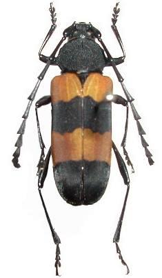 Purpuricenus malaccensis