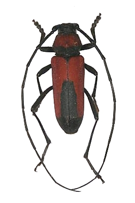 Purpuricenus budensis budensis